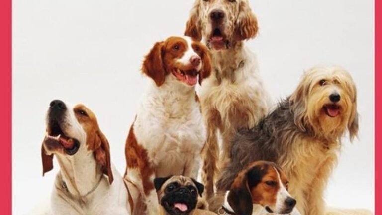 Residencia Canina Masia Can Nene – residencia canina en Tarragona
