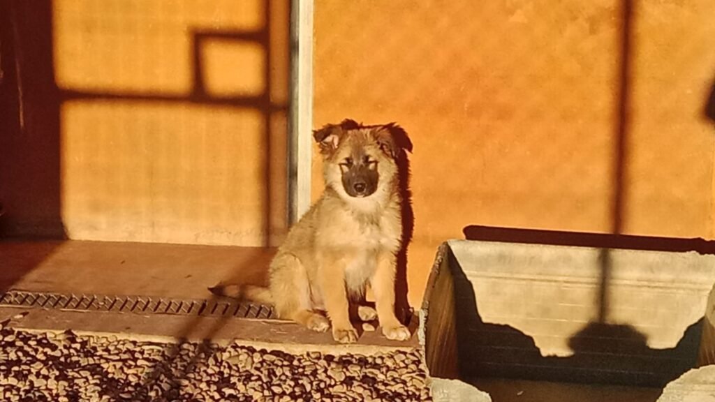 Residencia Canina Mi Compañero Peludo – residencia canina en Zaragoza