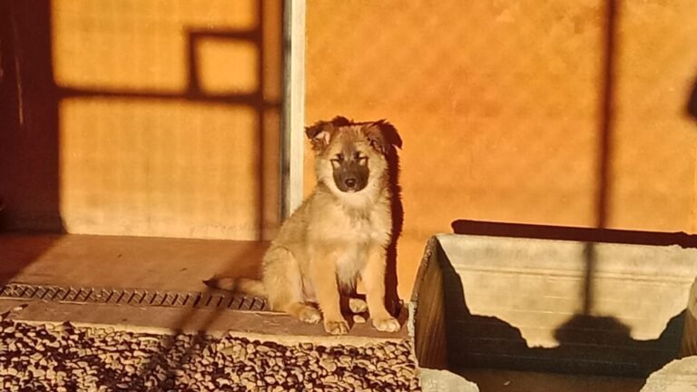 mi compañero peludo