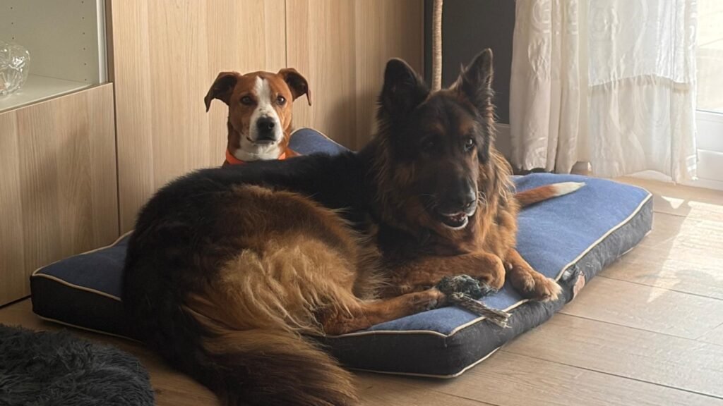 Miau – residencia canina en Baleares