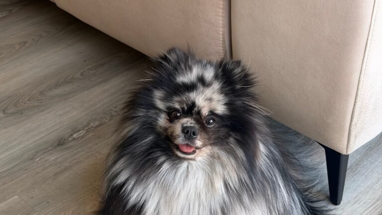 Guardería Canina Mila Jaus – residencia canina en Madrid