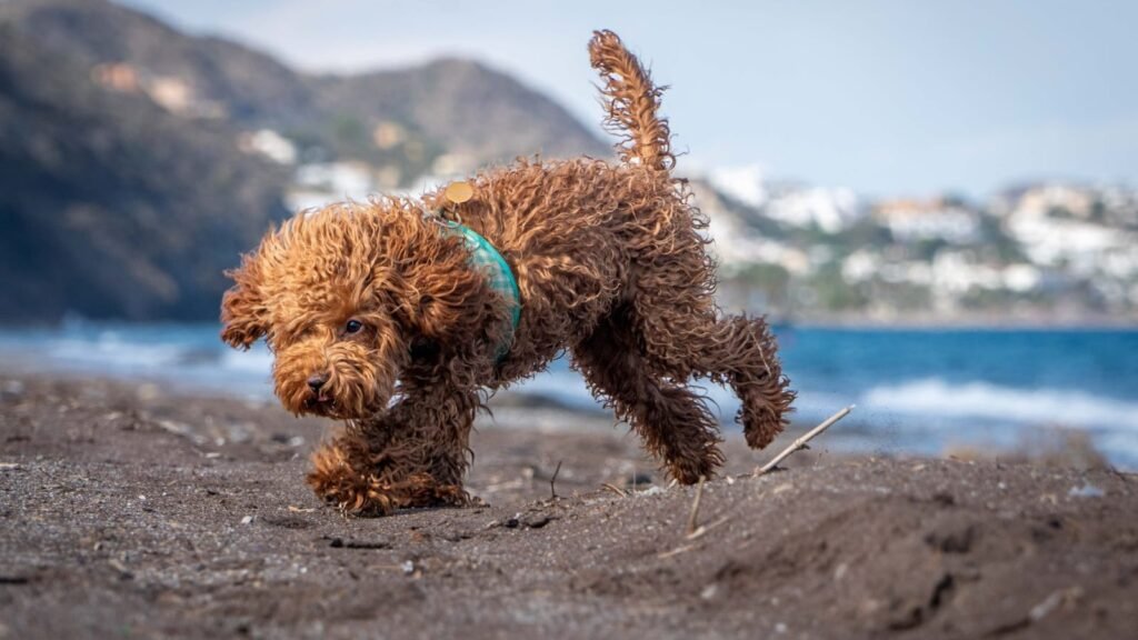 Centro Canino Monte Areo – residencia canina en Asturias