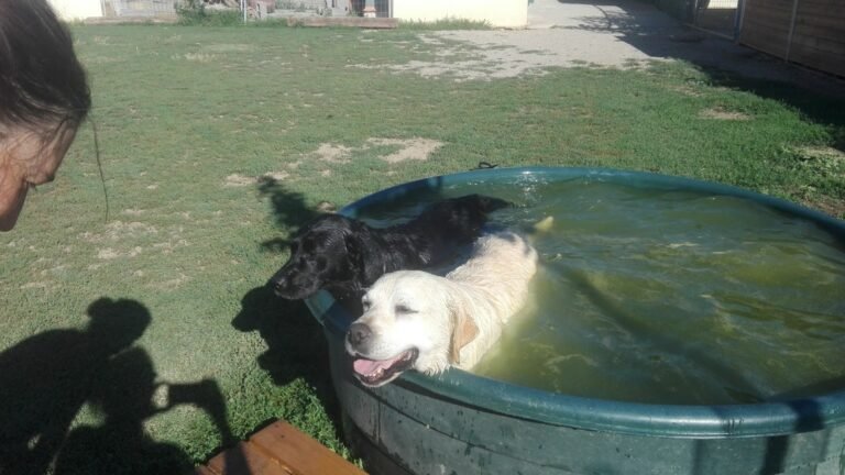 Centro Canino Montferrer – residencia canina en Lleida
