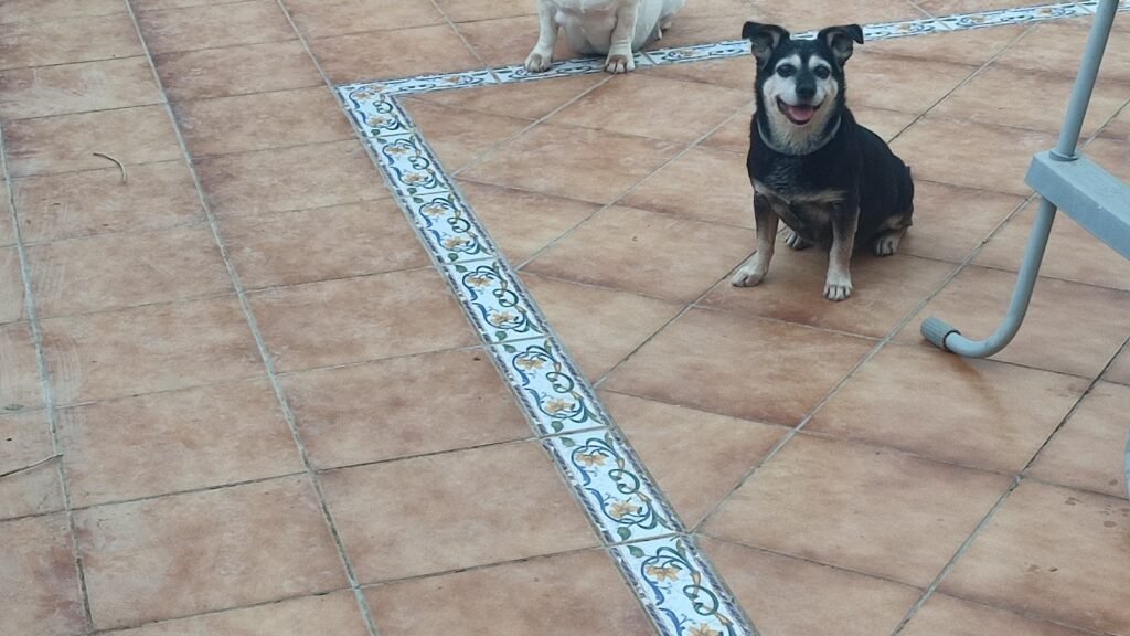 Guardería Canina Mucho Mejor Que En Casa – residencia canina en Toledo
