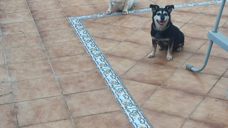 Guardería Canina Mucho Mejor Que En Casa – residencia canina en Toledo
