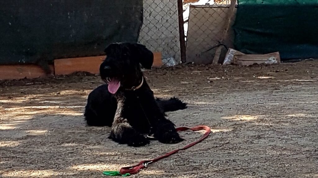 Residencia Canina Mundocan – residencia canina en Madrid