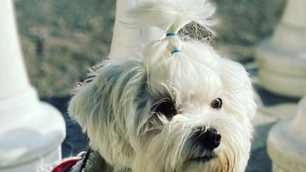 Residencia Canina Ciudad Real Mundocan – residencia canina en Ciudad Real