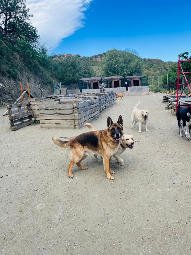 natural-dogs