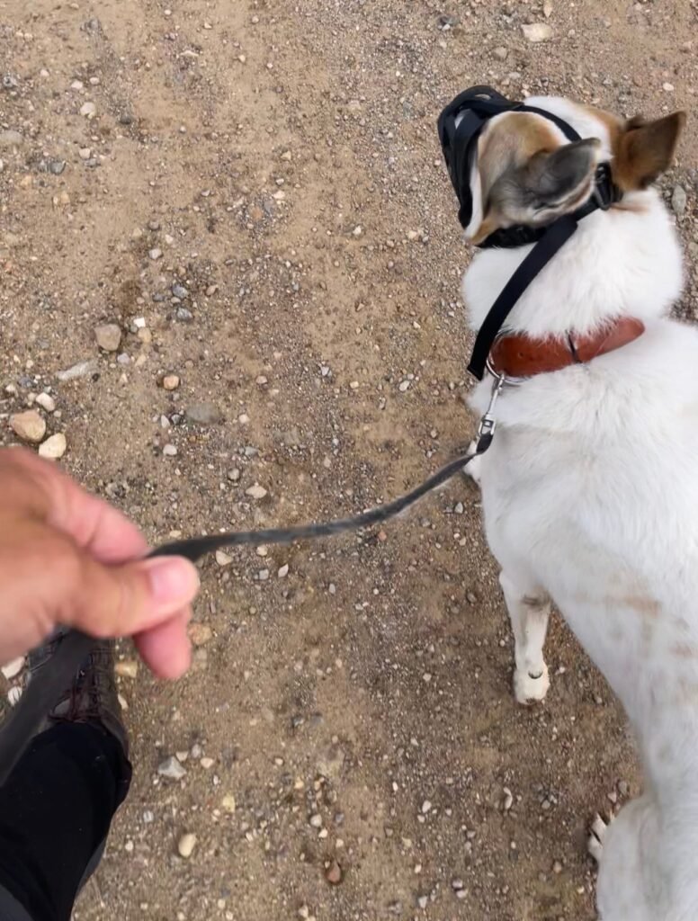 natural-dogs