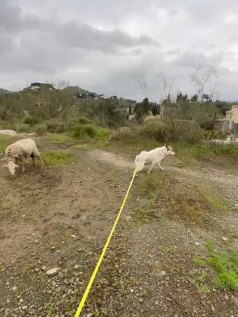 natural-dogs