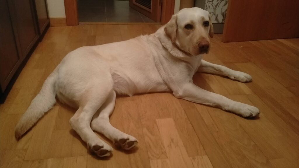 Residencia Canina NaturCan – residencia canina en Navarra