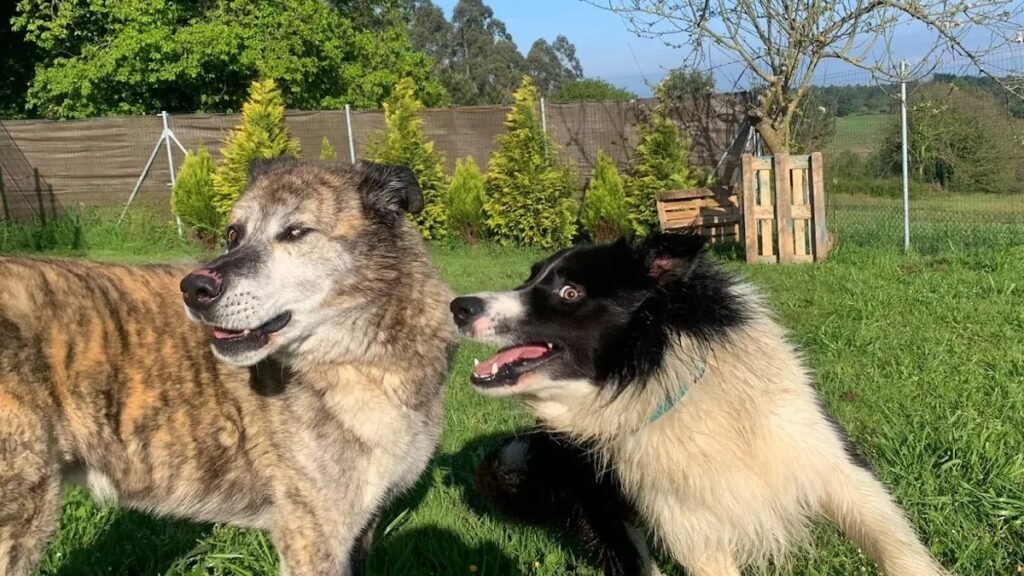 Guardería Canina Navia y Tapia – residencia canina en Asturias