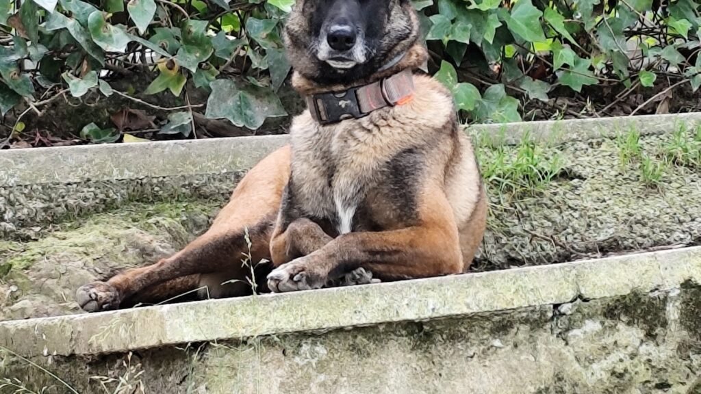 Guardería Canina Neberondo – residencia canina en Vizcaya