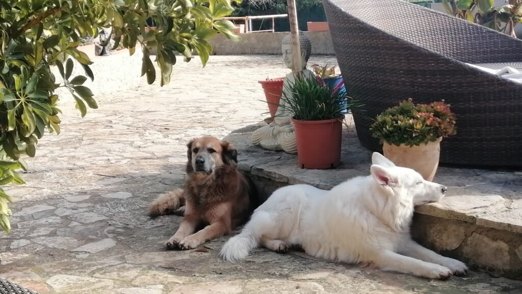 Nika’s Bell-Hotel – residencia canina en Baleares