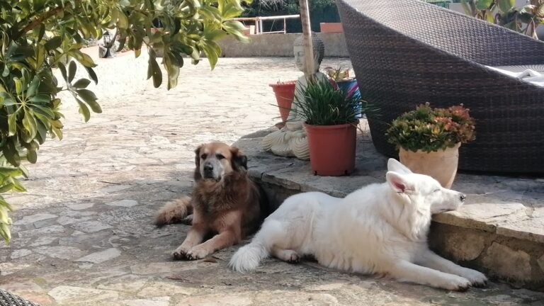 Nika’s Bell-Hotel – residencia canina en Baleares