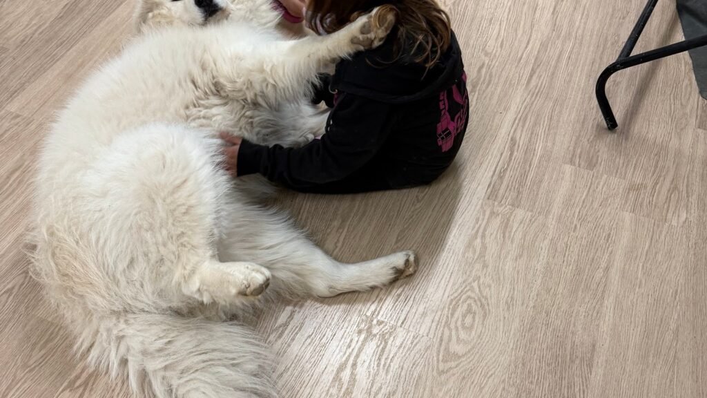 Residencia Canina Nogalcan – residencia canina en Teruel