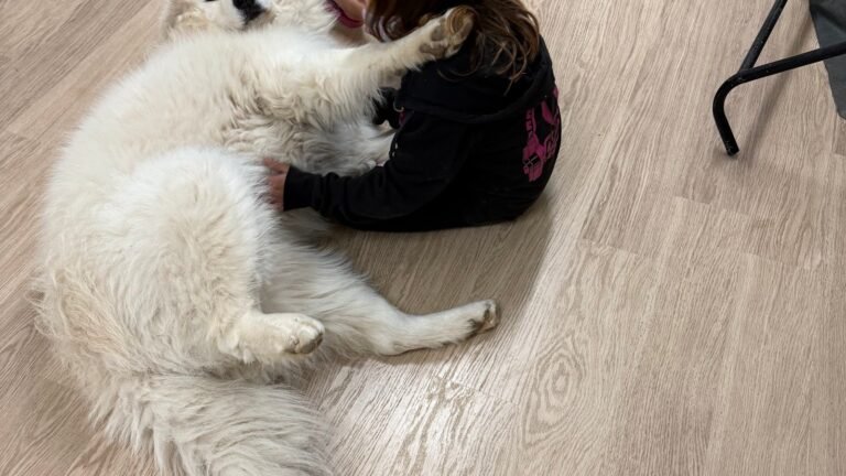 Residencia Canina Nogalcan – residencia canina en Teruel
