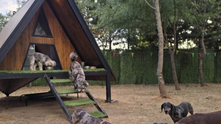 Residencia Canina Nubomi Camp – residencia canina en Madrid