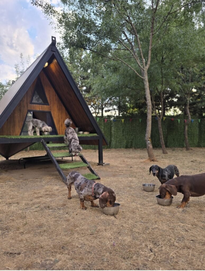nubomi camp