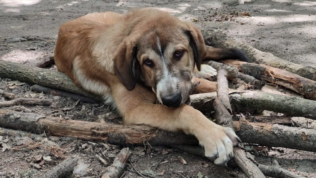 Residencia Canina O Meu Carón – residencia canina en Ourense
