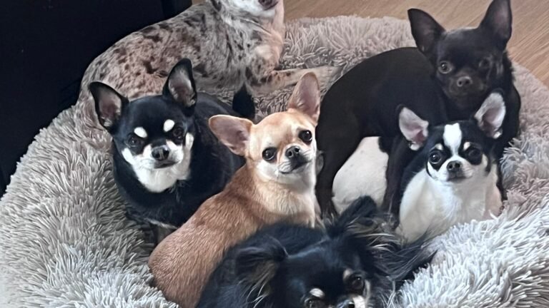 Residencia Canina Oasis Can – residencia canina en Segovia