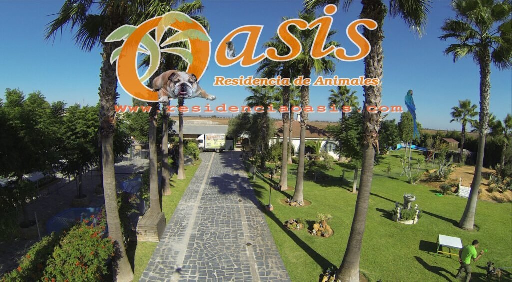oasis