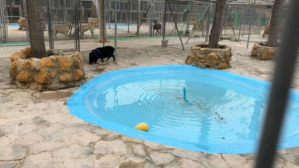 oasis