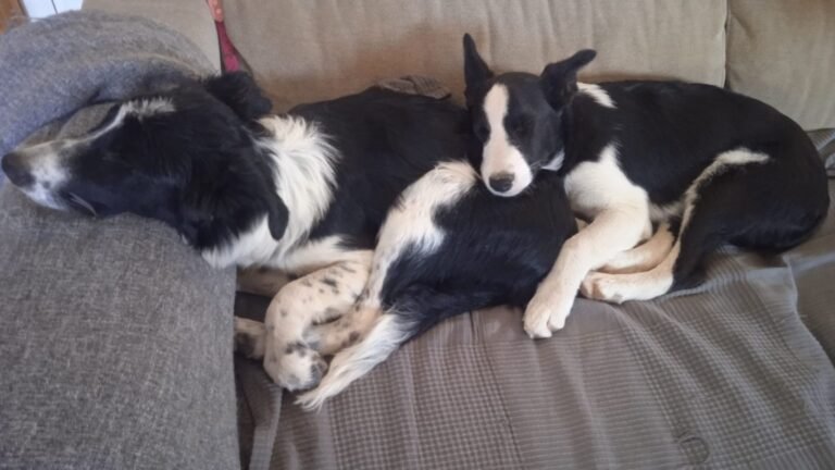 Residencia Canina OCAN – residencia canina en Madrid
