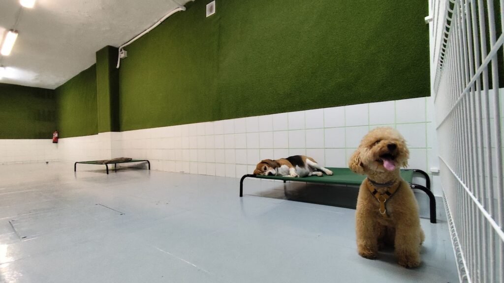 Guardería Canina Olé Dogo – residencia canina en Madrid