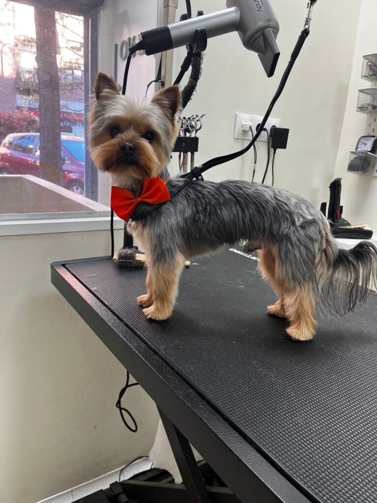 olé dogo