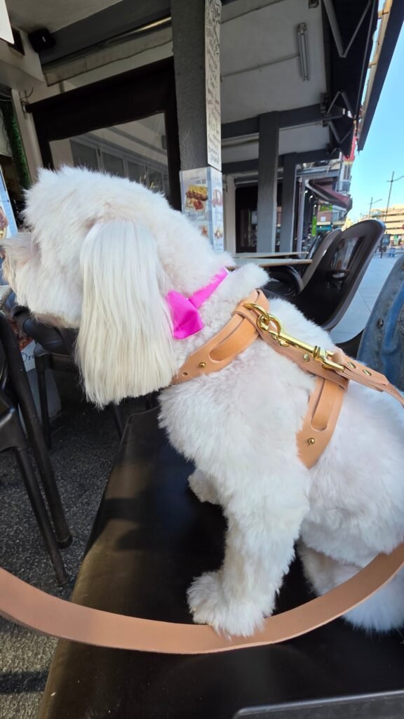 olé dogo