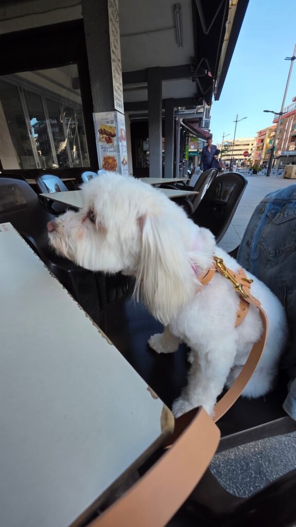 olé dogo