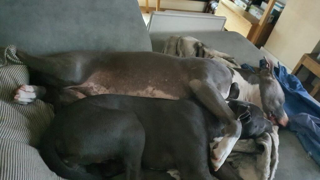 Guardería Canina Olfacanes – residencia canina en Sevilla
