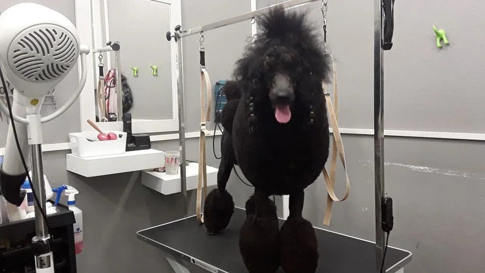 Centro Canino Ollo o Can – residencia canina en Pontevedra