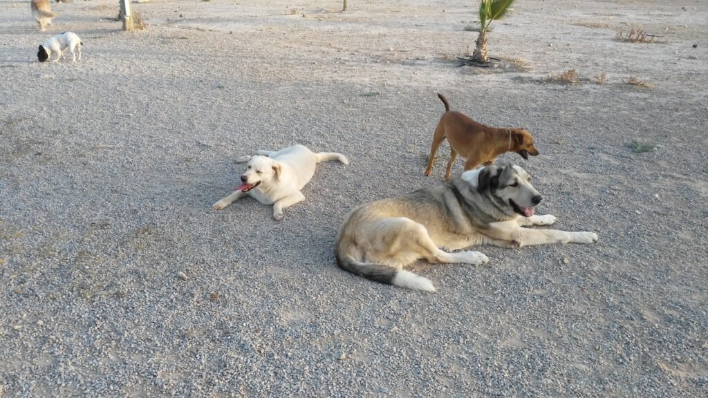 Guardería Canina Parque Mediterráneo – residencia canina en Murcia
