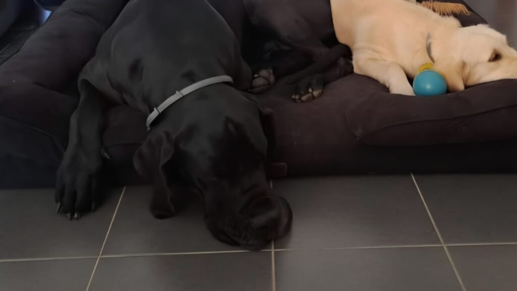 Residencia Canina Patas Locas – residencia canina en Tarragona
