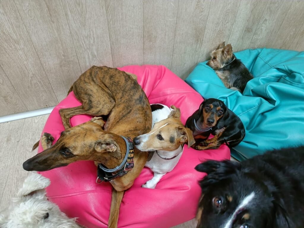 patitas educadas