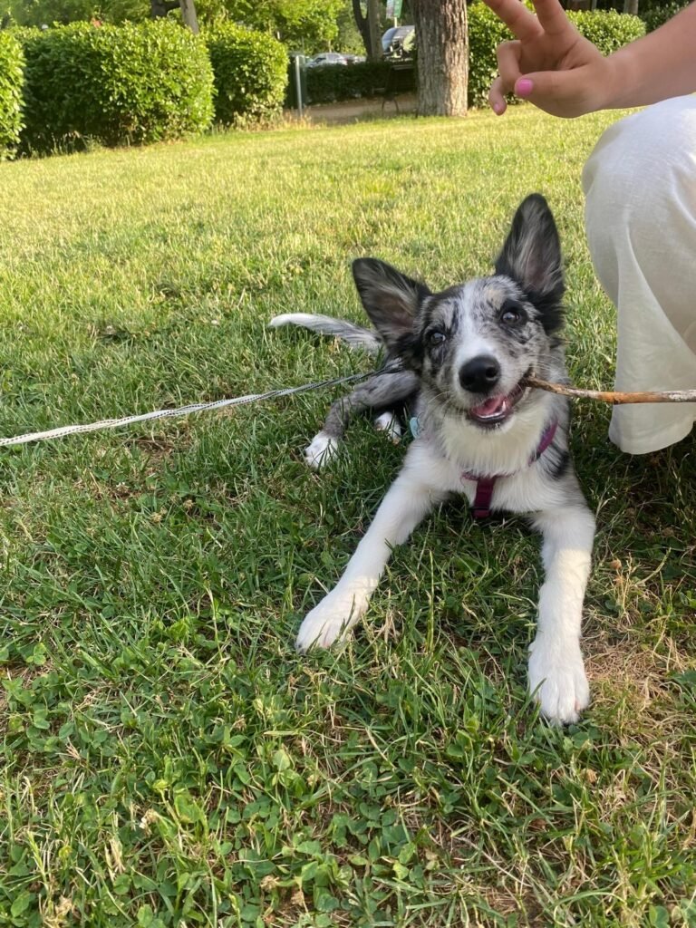 patitas