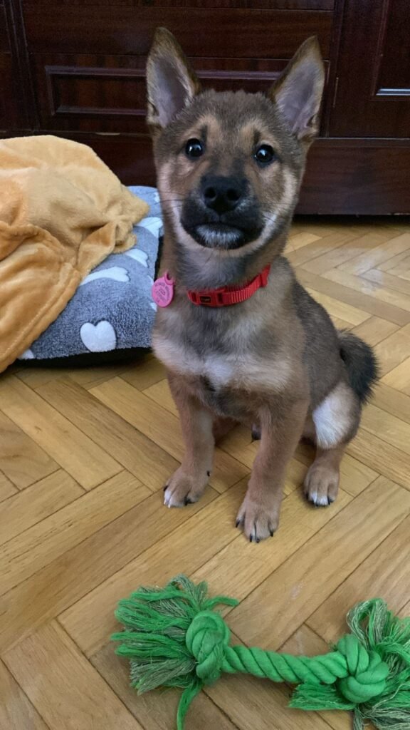 patitas