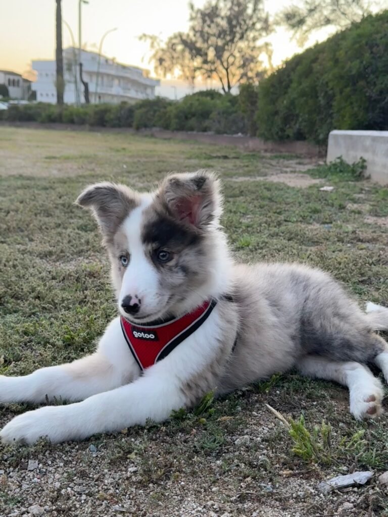patitas