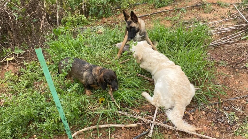 Pawradise Dog Hotel – residencia canina en Baleares