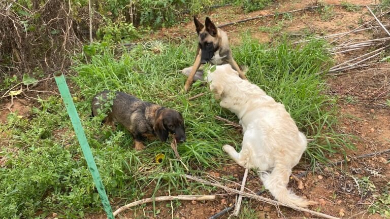 Pawradise Dog Hotel – residencia canina en Baleares