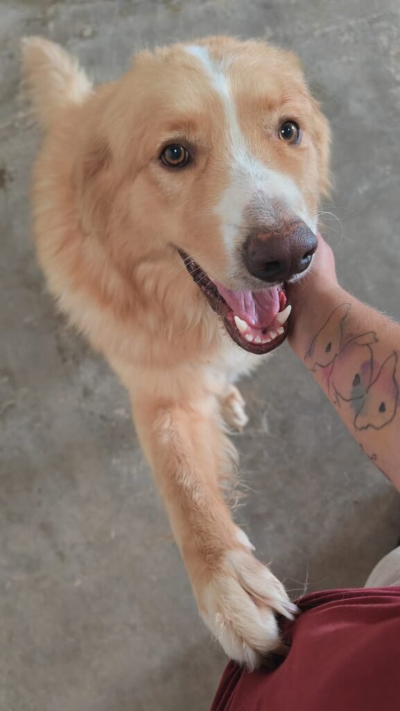 peluchitos