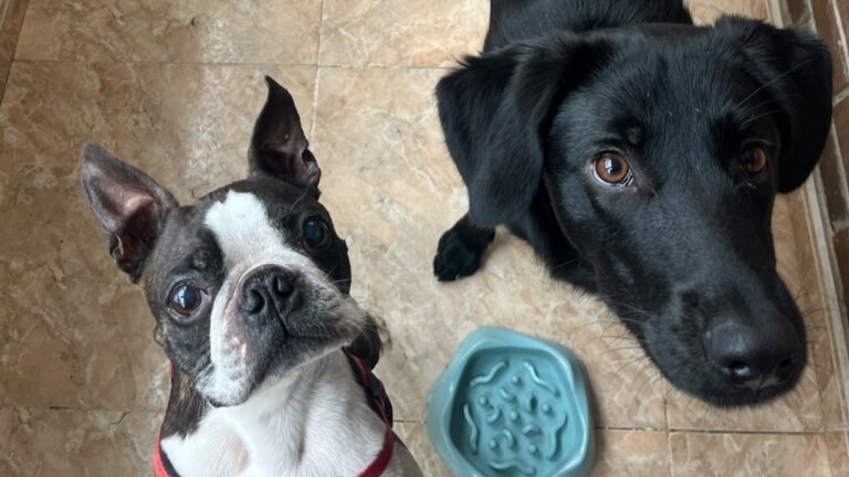 Guardería Peluda – residencia canina en Madrid
