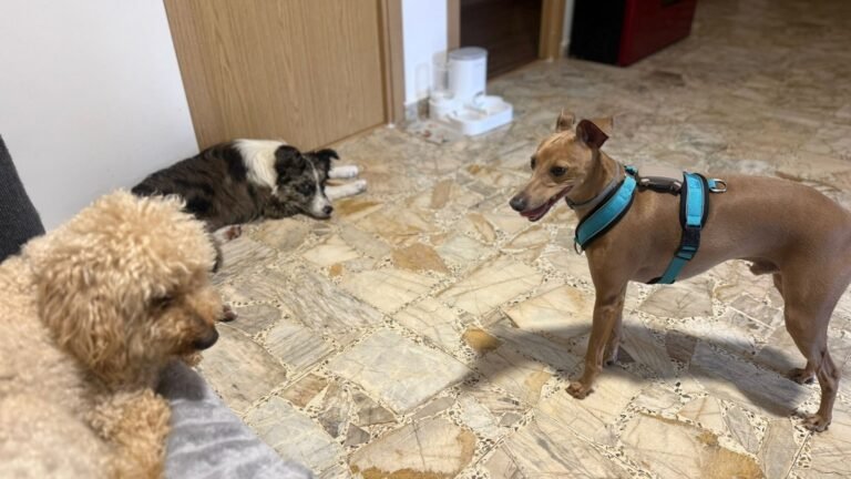 Alojamiento Canino Peludiños – residencia canina en Pontevedra