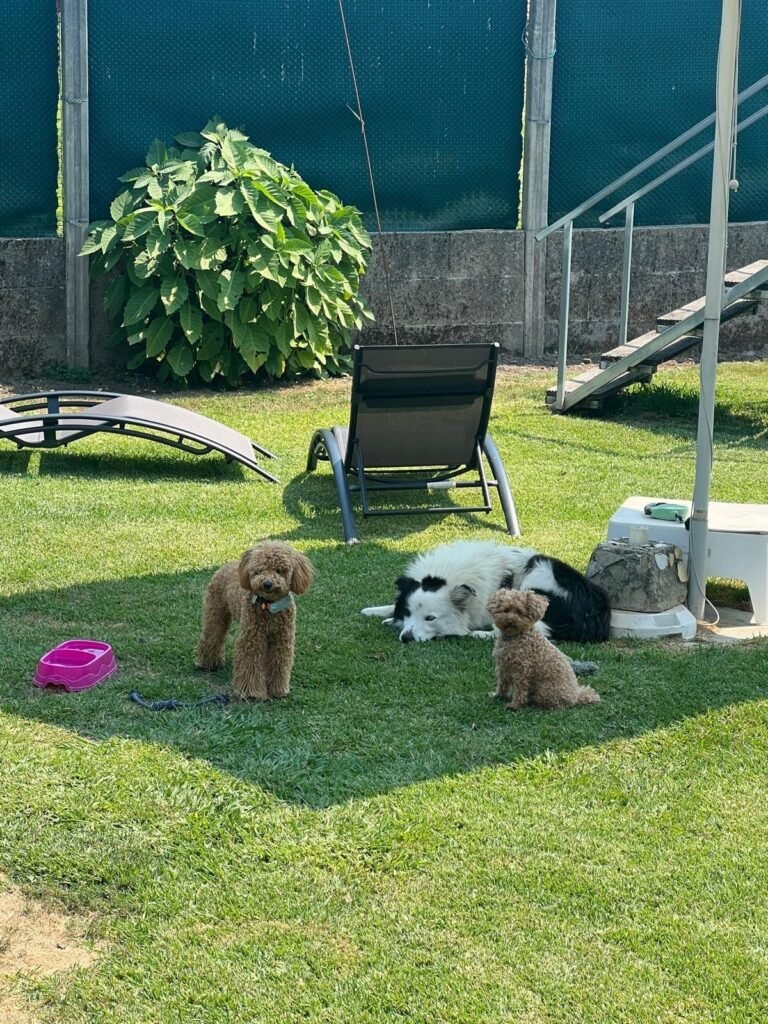 peludiños