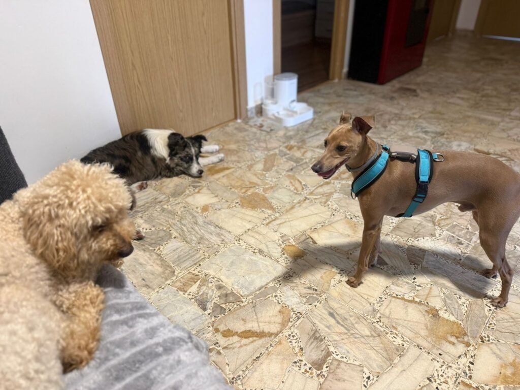 peludiños
