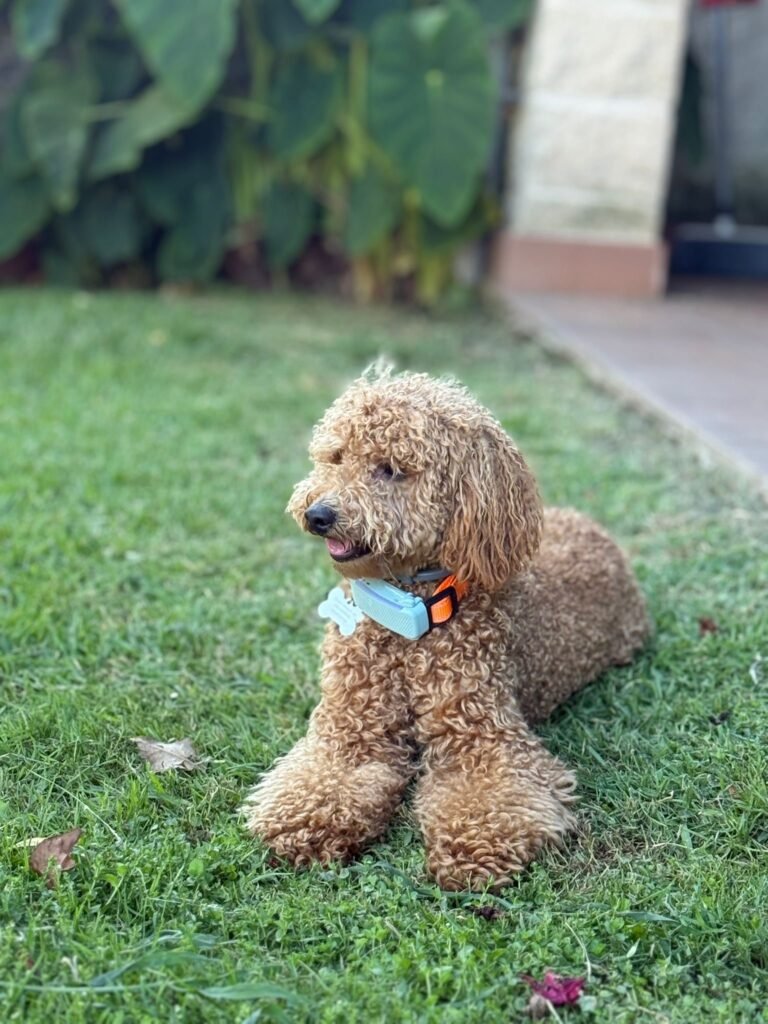 peludiños