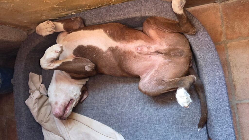 Guardería Canina PerroBueno – residencia canina en Madrid