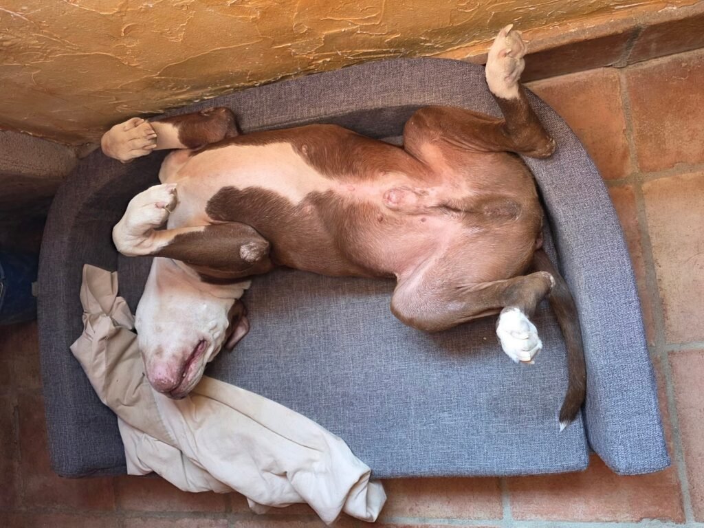 perrobueno